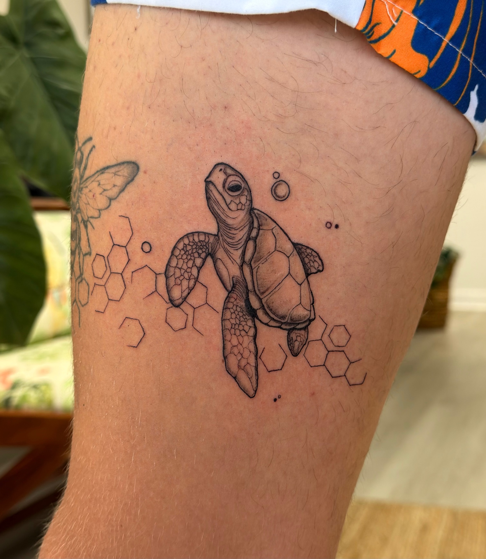 Sea turtle